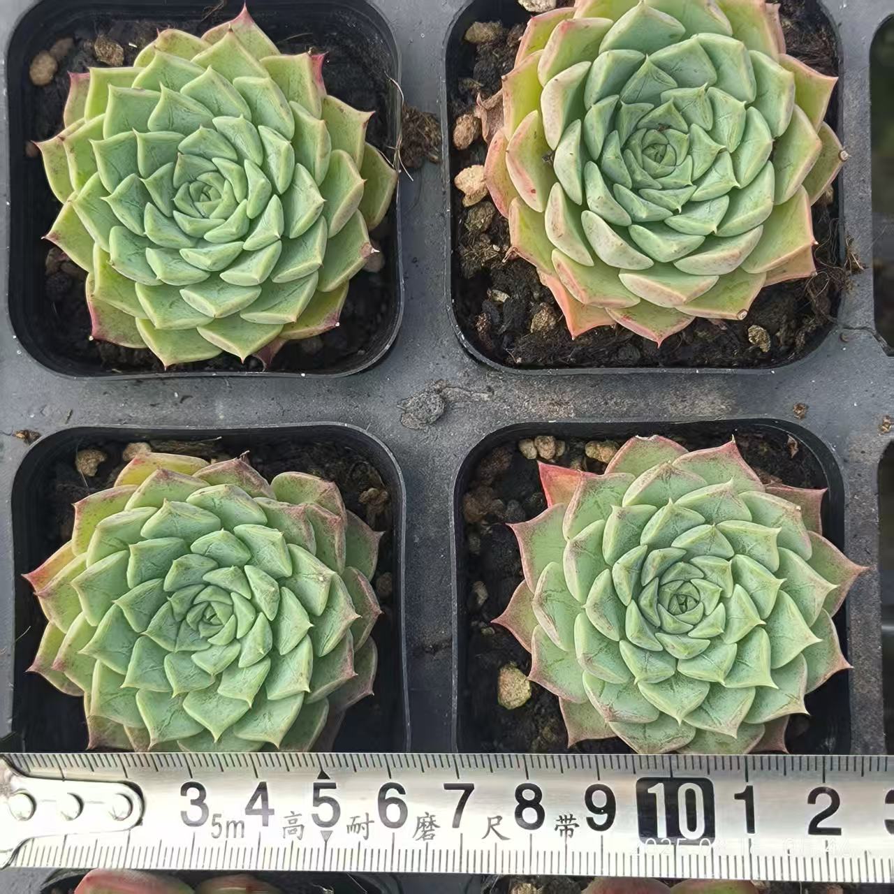 LG781 ラウンジ (6.5cm pot)