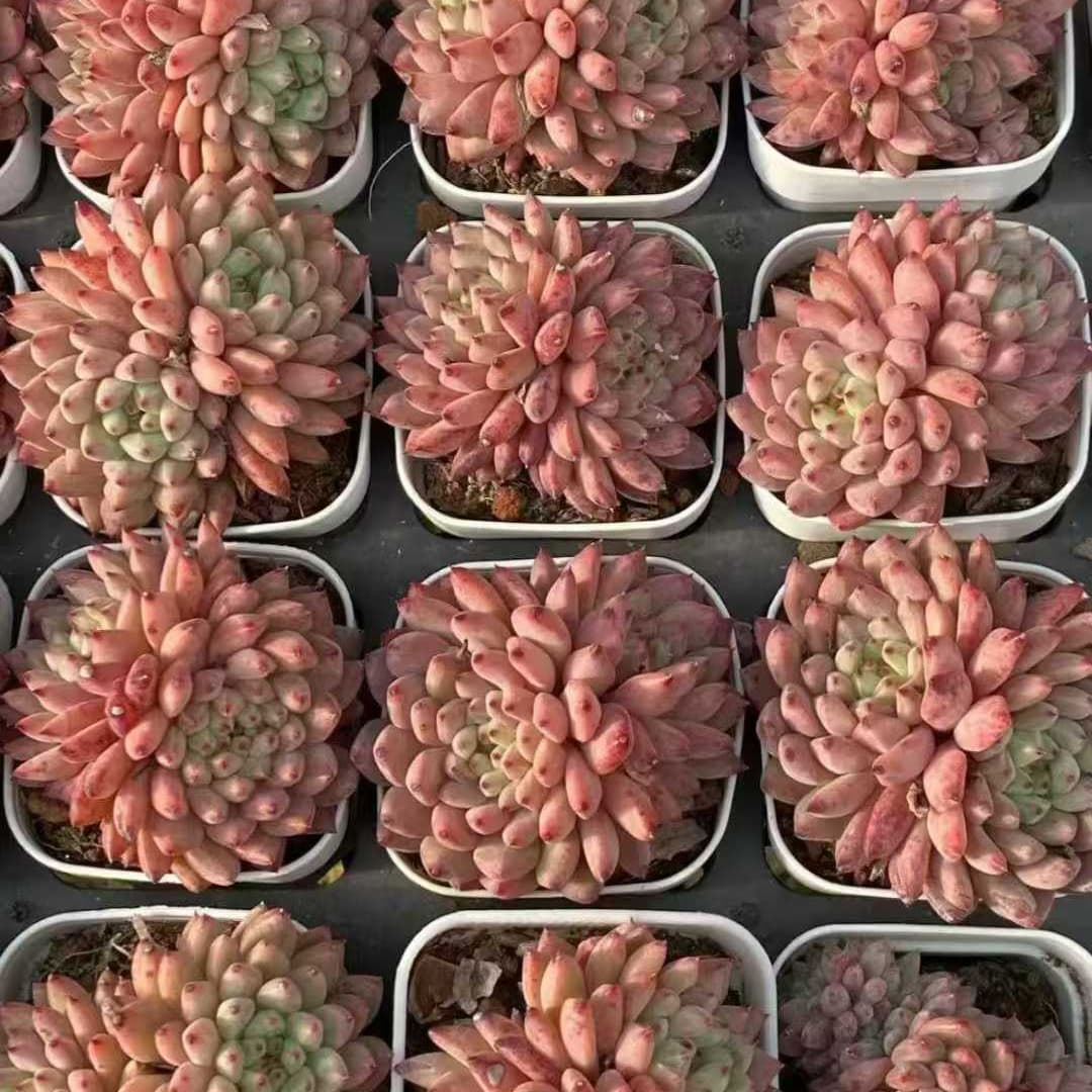 21504 ルージ バットン(6.5cm pot)