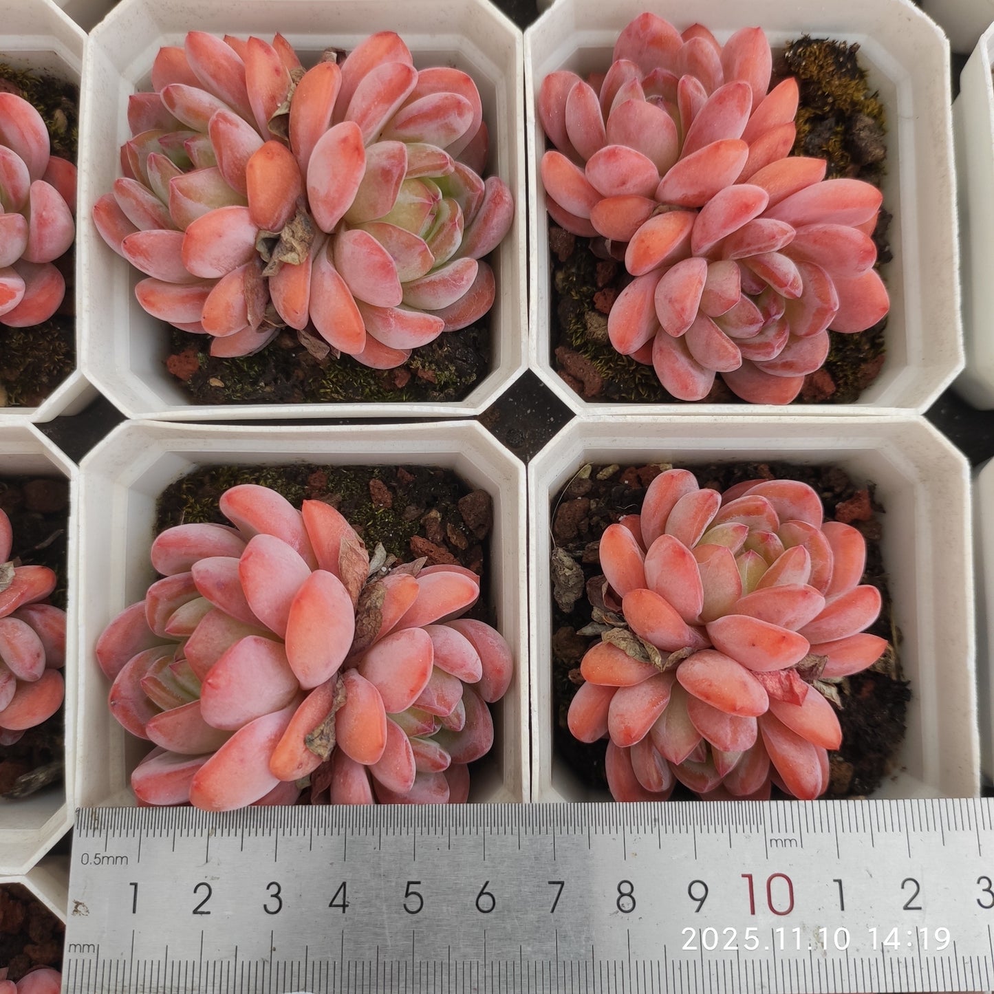 22595 スターマーク(6.5cm pot)