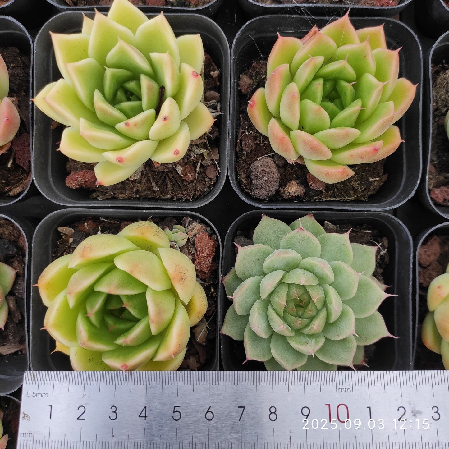 ZZA142 マルガン Hyb(5.5cm pot)