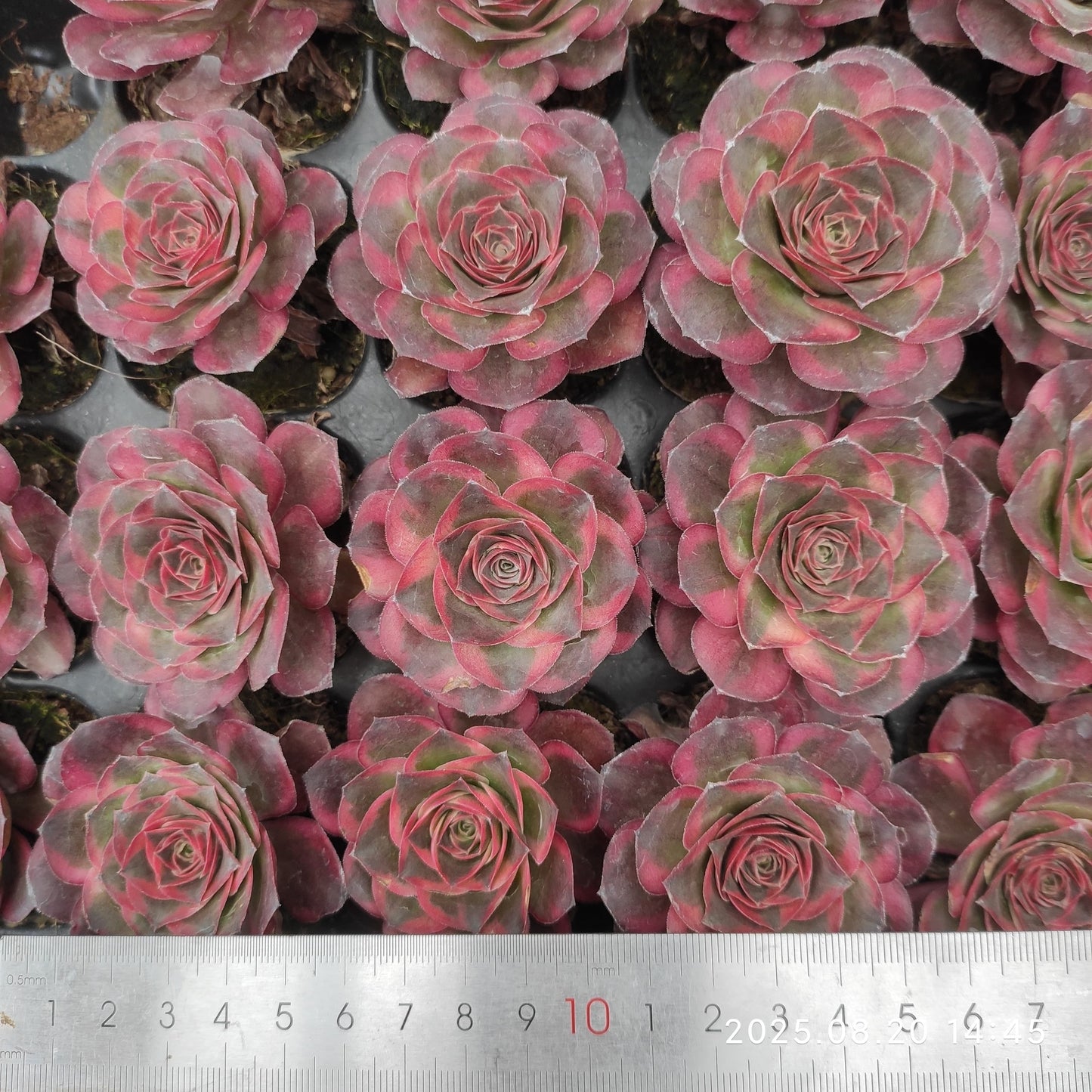 ON634 チャーム ゴールド(7cm pot)