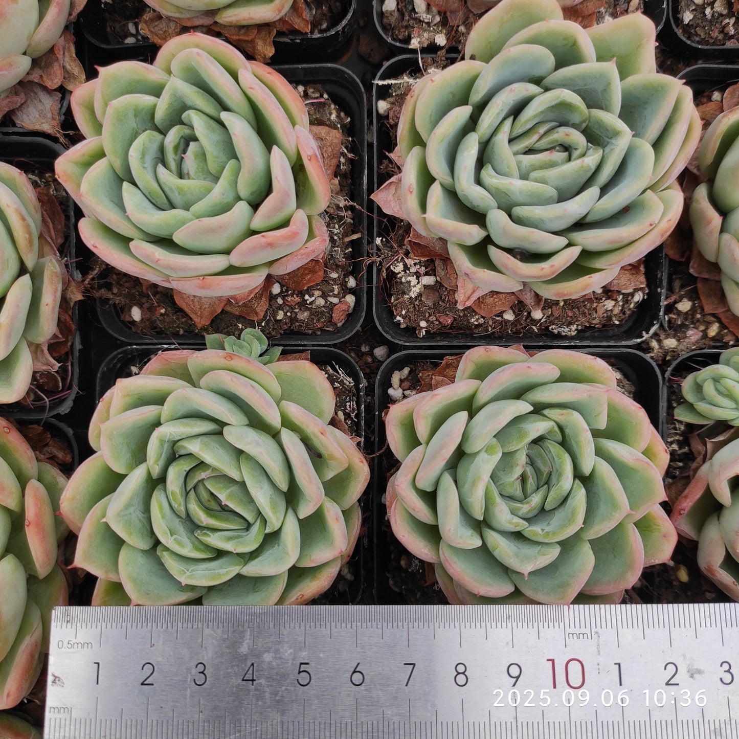 RC144 フォーリング チェリー(7cm pot)
