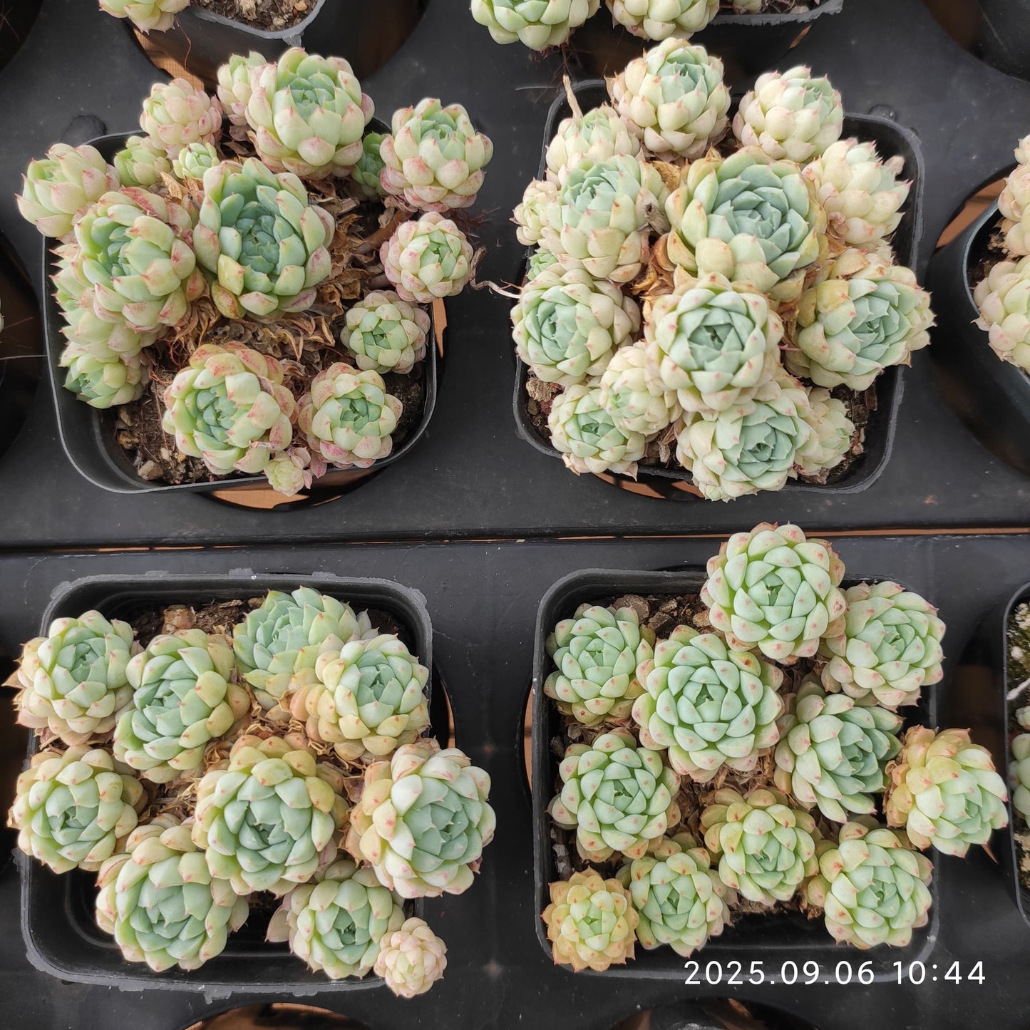 RC127 ボールオブファット(7cm pot)