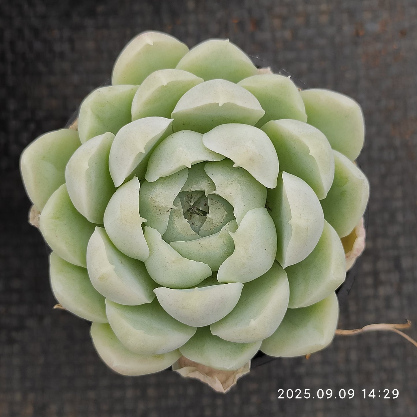 MMT140 ヒューミリス(5.5cm pot)