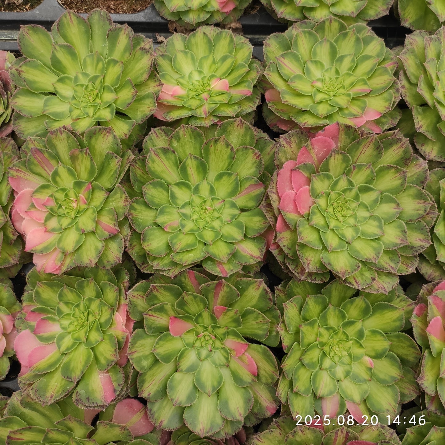 ON635 ノー(7cm pot)