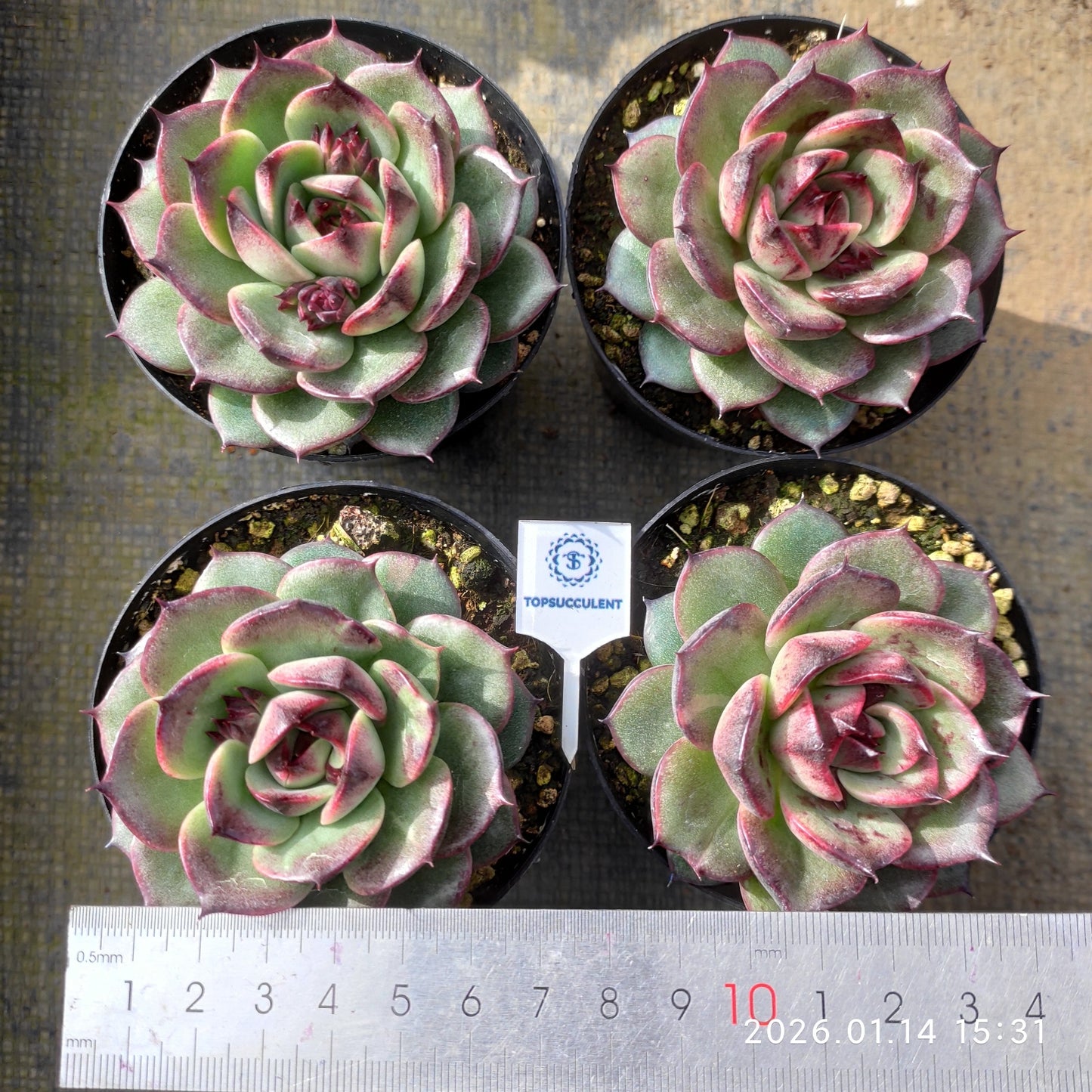 20051 コーラル ジェニー