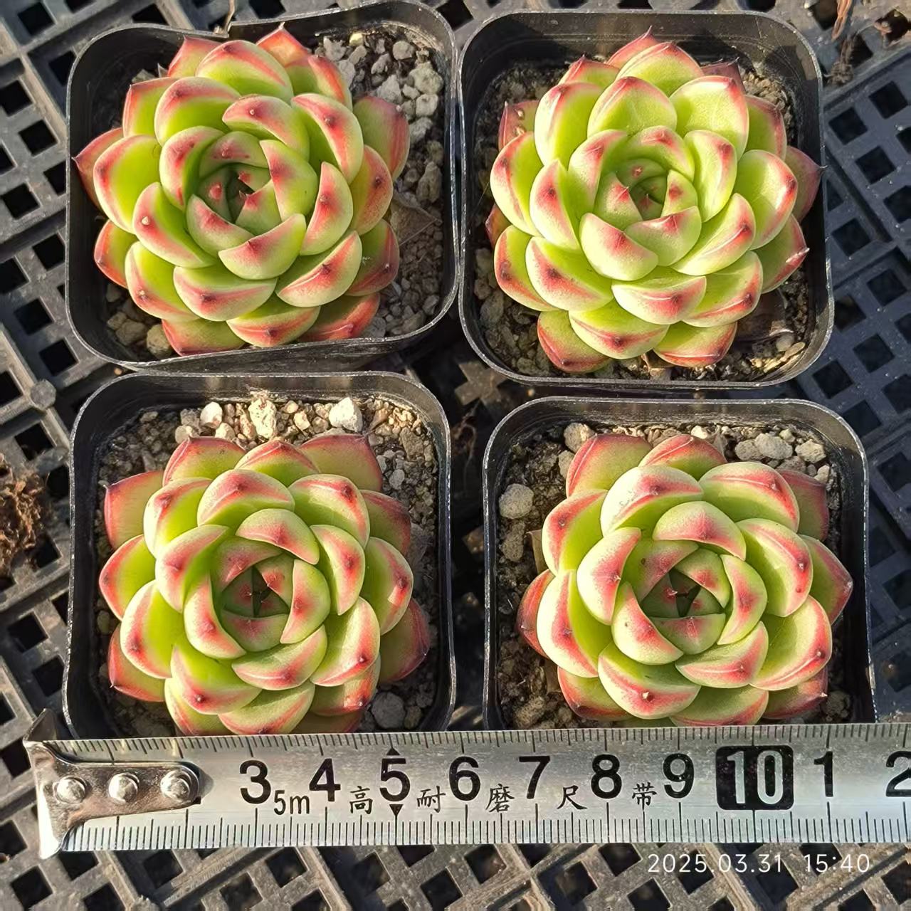 HH158 ムーンストーン(6.5cm pot)