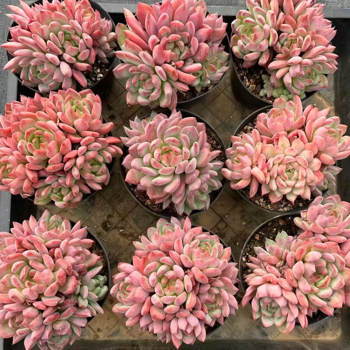 QNY179 グレープ ヨーヨー(12cm pot)