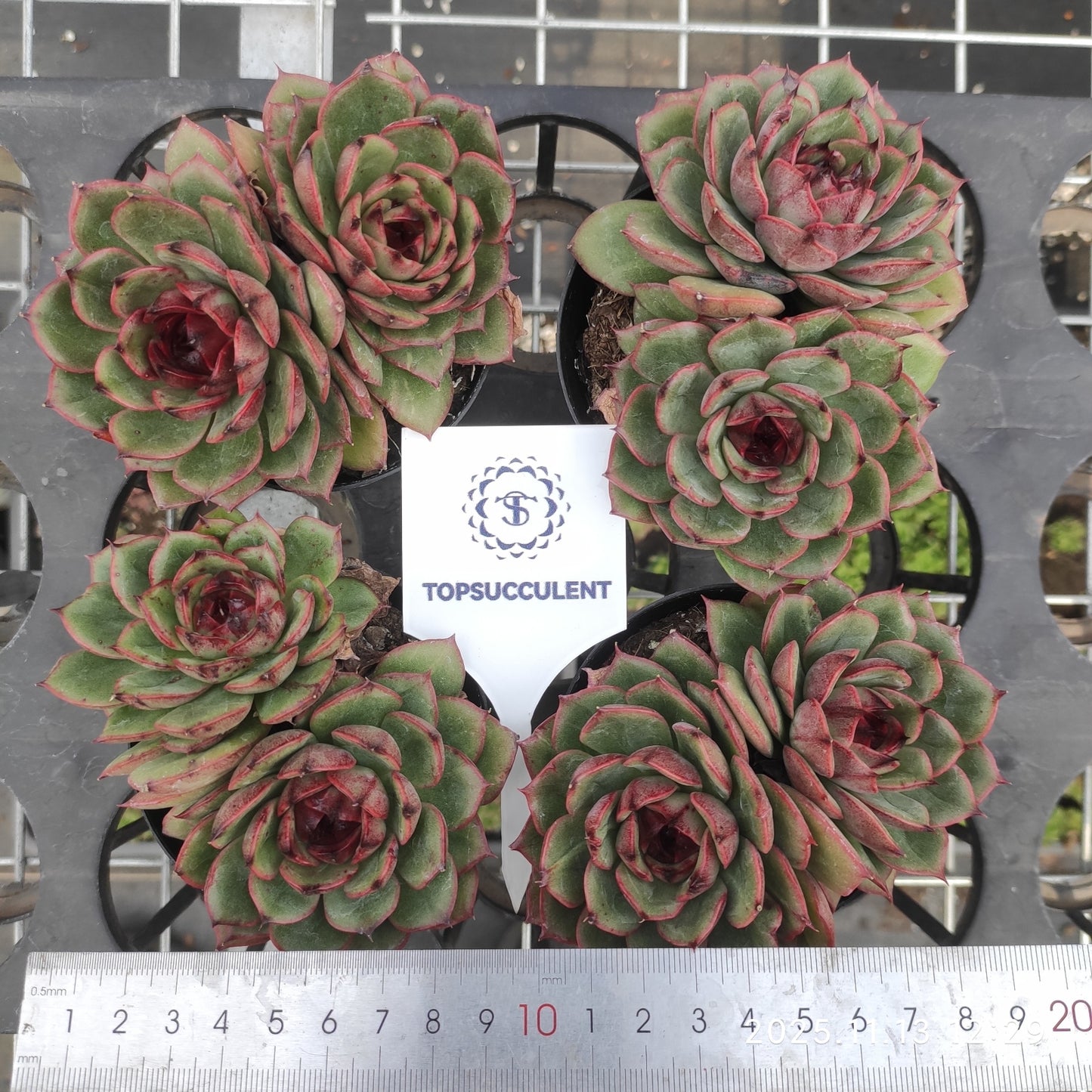 22454 ベンバディズ x ブラック ローズ(9cm pot)