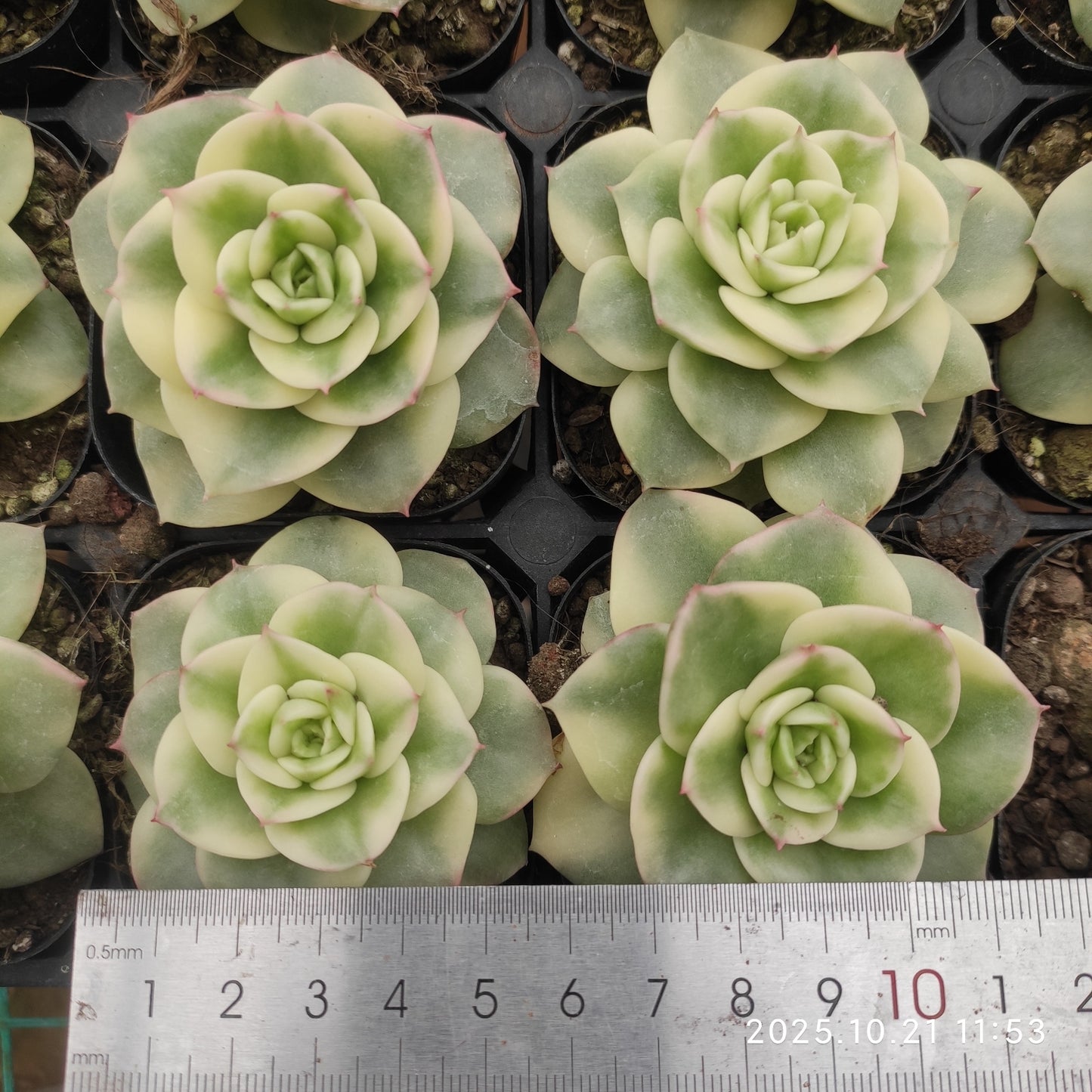 MMY993 ヌダ錦(6.3cm pot)