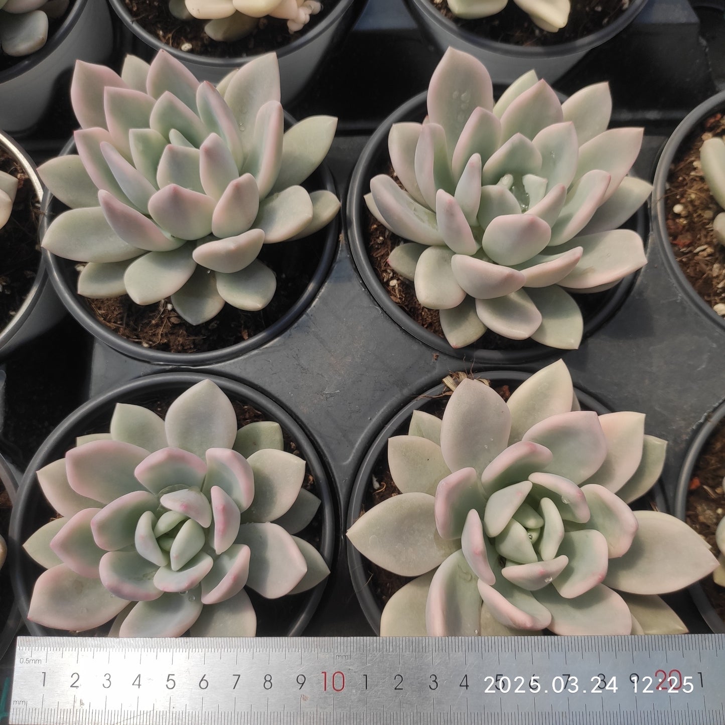 MMY1041 オパリナ錦(12cm pot)