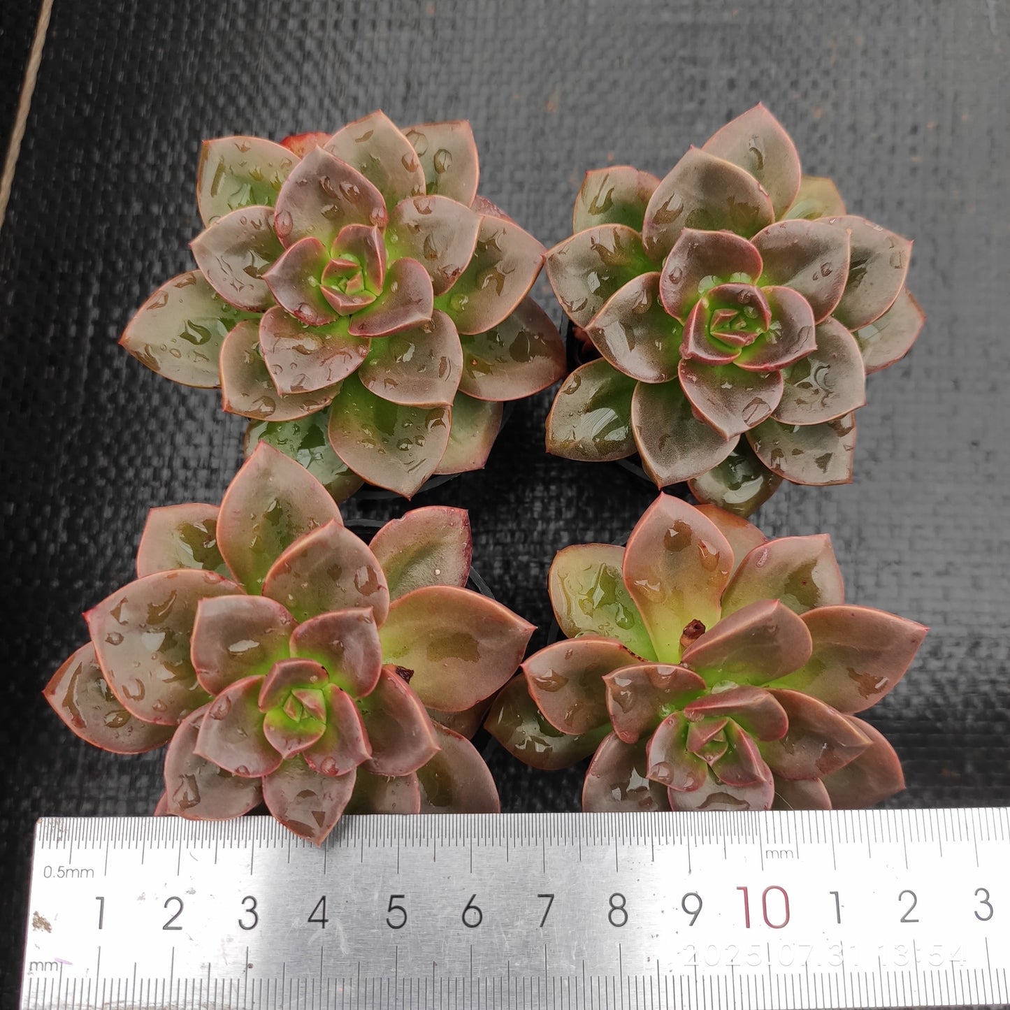 MMT506 チョコレート (5.5cm pot)