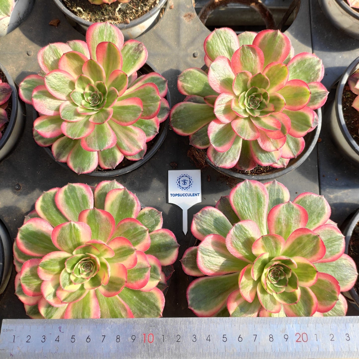 24638 ピンク ジェード モンロー