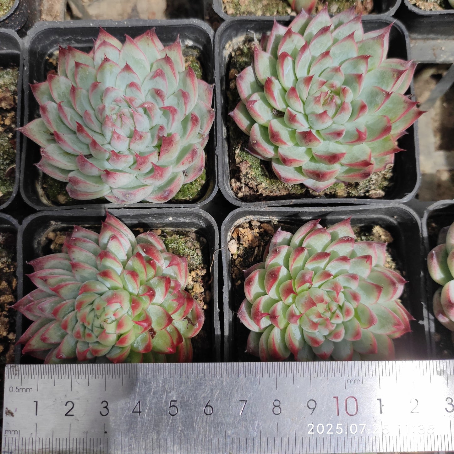 NGN646 ジーター (7cm pot)