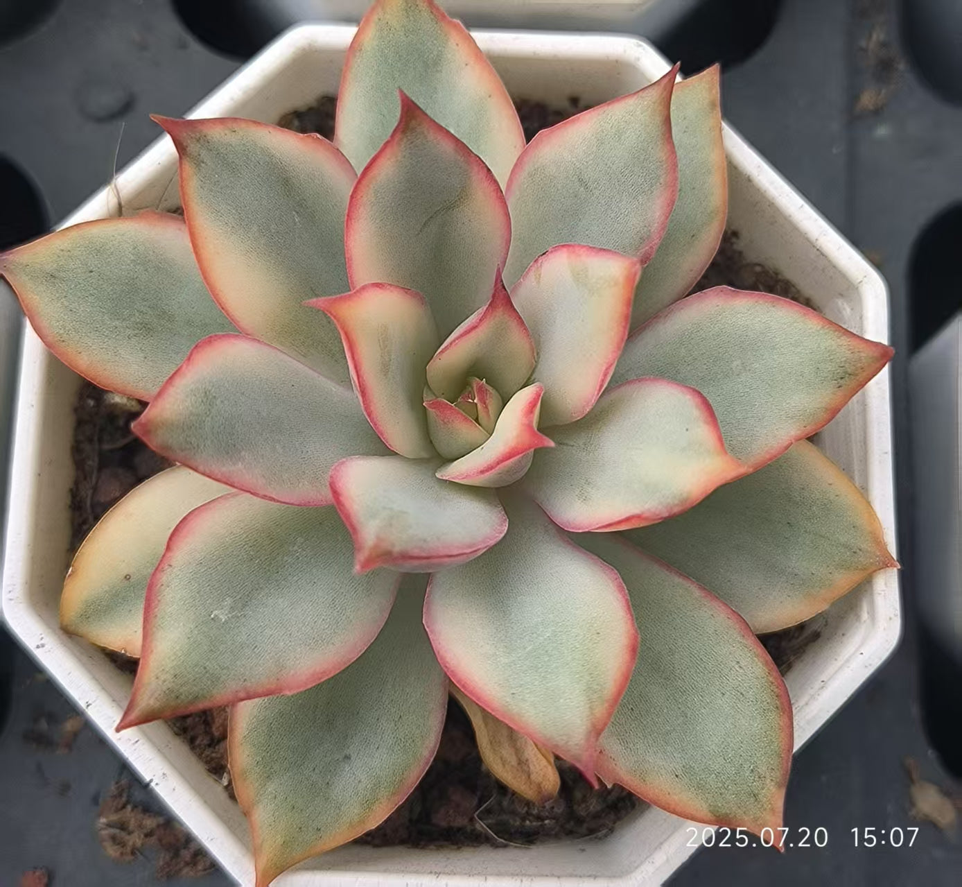 DDX104 エスター錦(6.5cm pot)