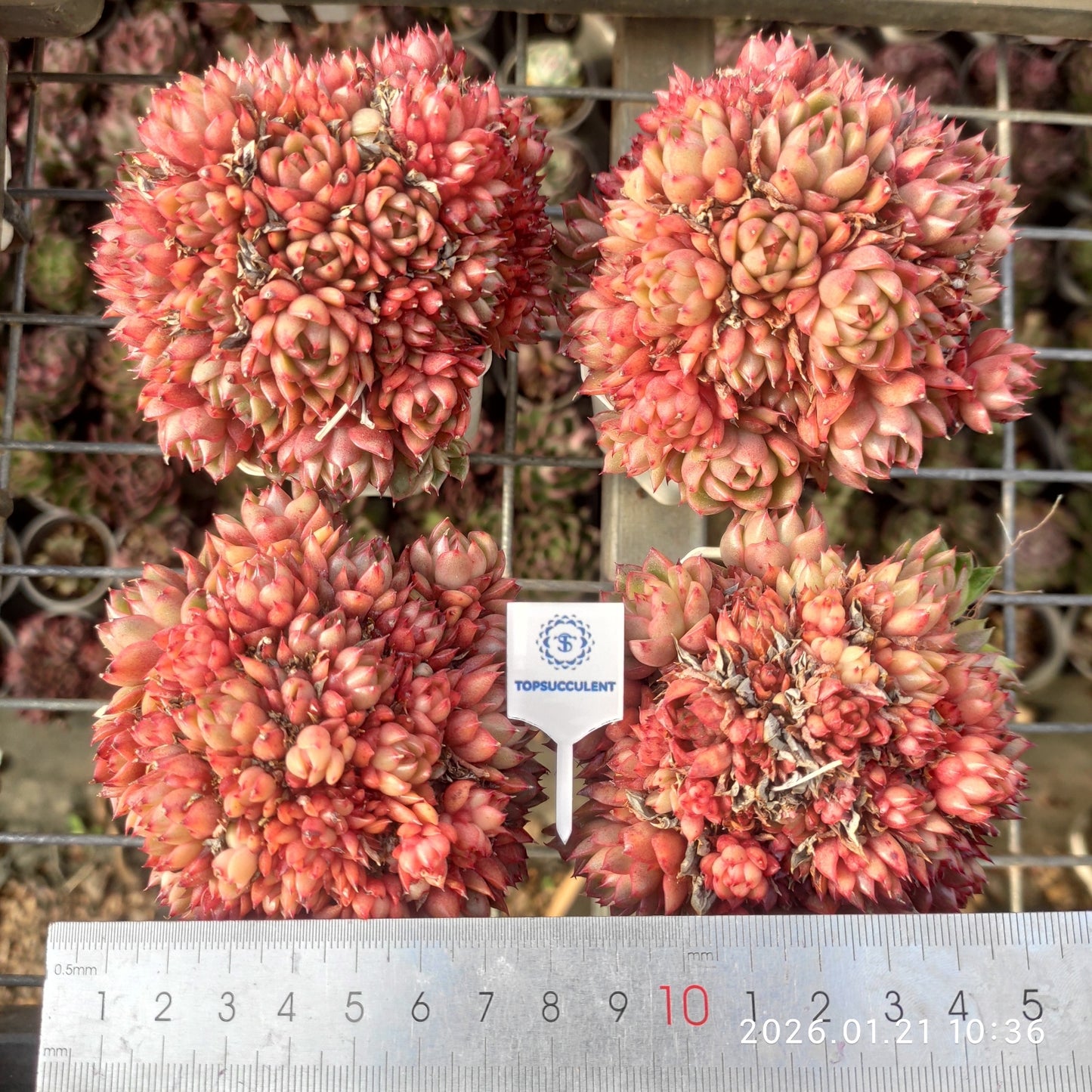 16388 レッドワインピーチ