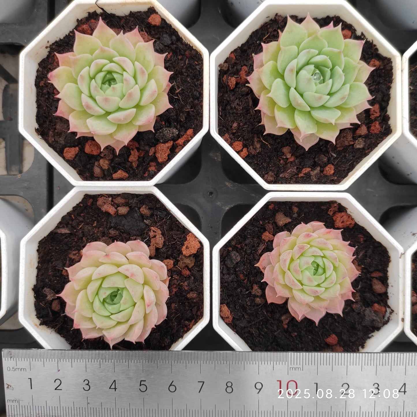 YBB048 シャーロットローズ(7cm pot)