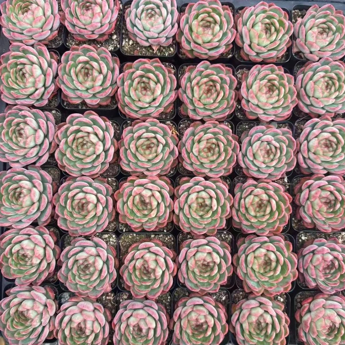 22630 ストローブレ プディング(6cm pot)