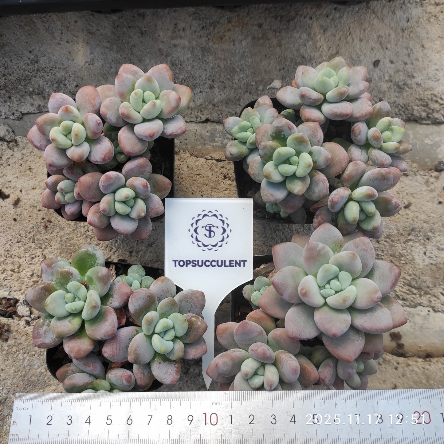 22844 レッドレジェンド