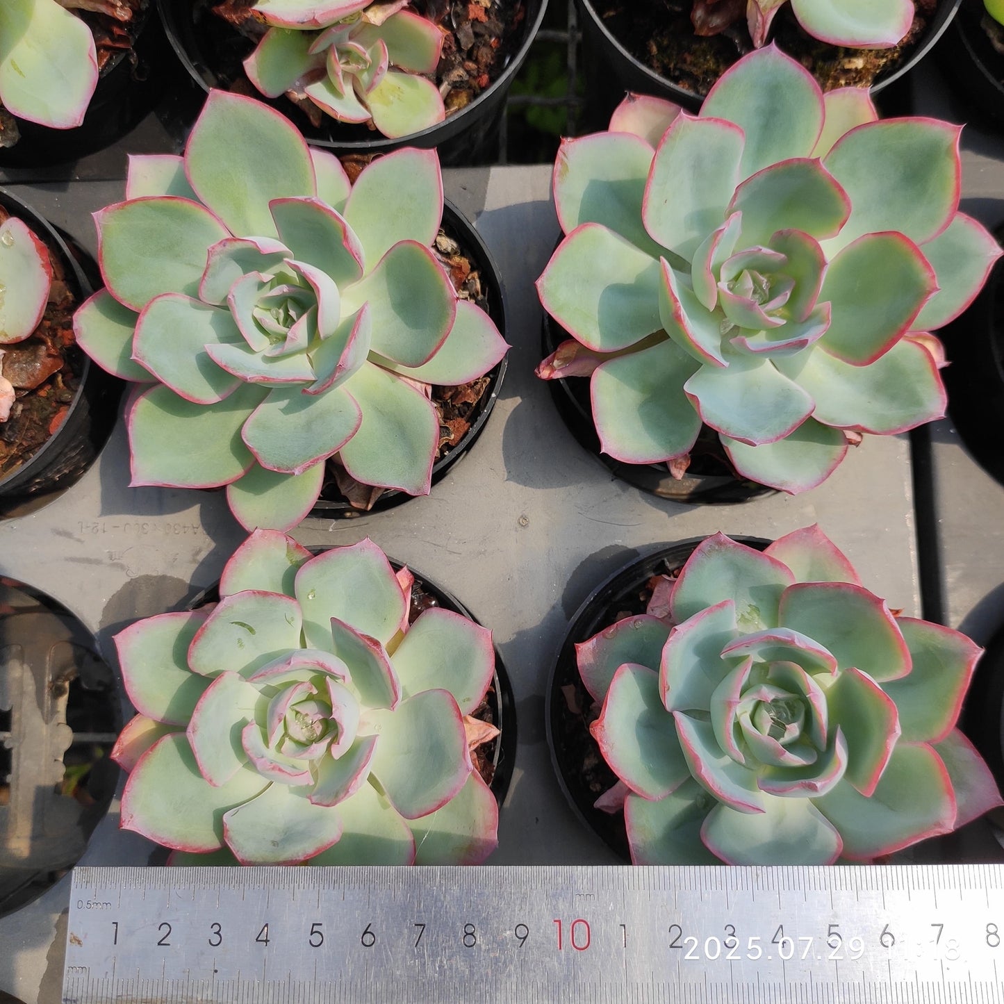 ZZA071 ネオンライト (9cm pot)