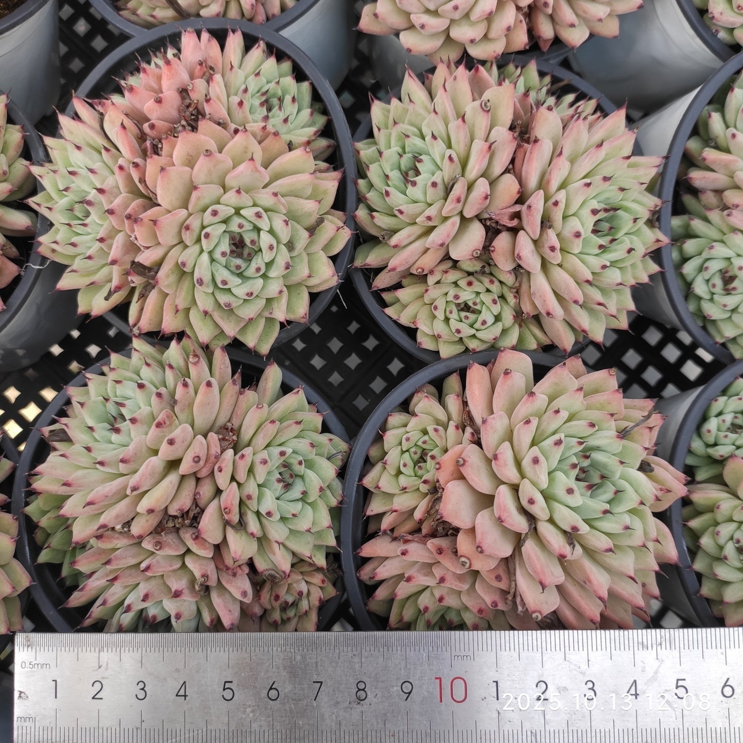 21647 オリジナルザラゴーサ(9cm pot)