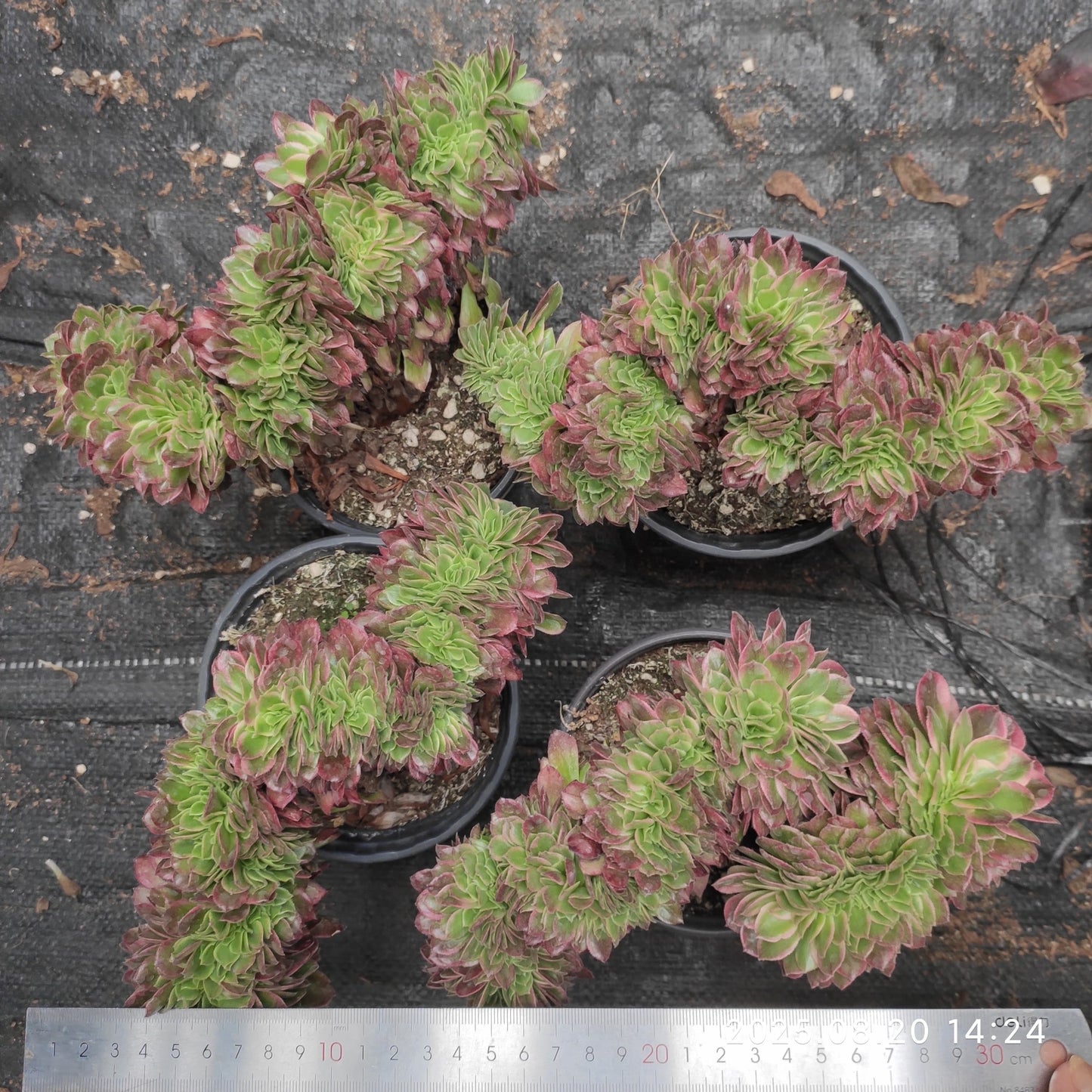 ON705 アエオニウム シーキング綴化(18cm pot)