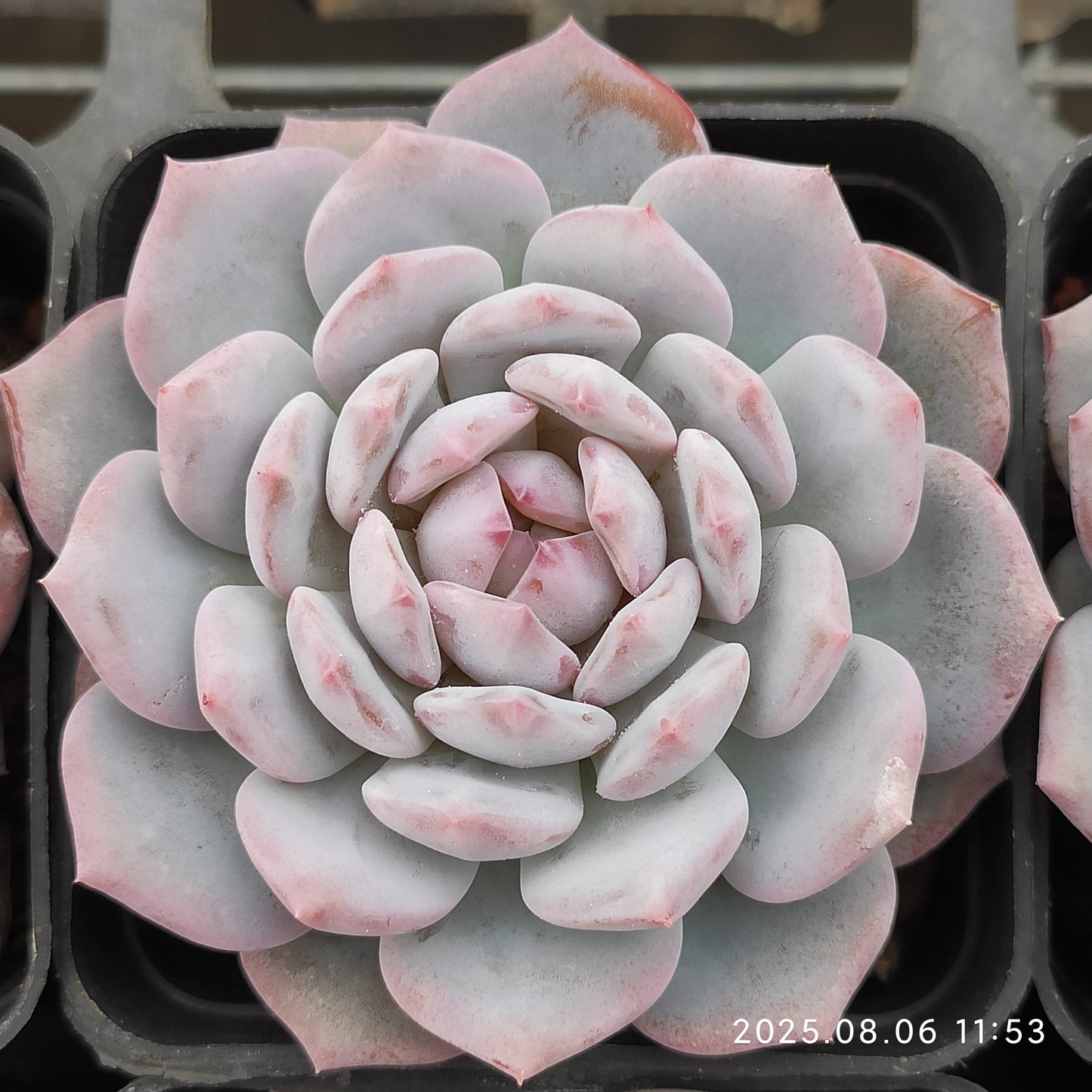 THH002 スターモンロー(7cm pot)