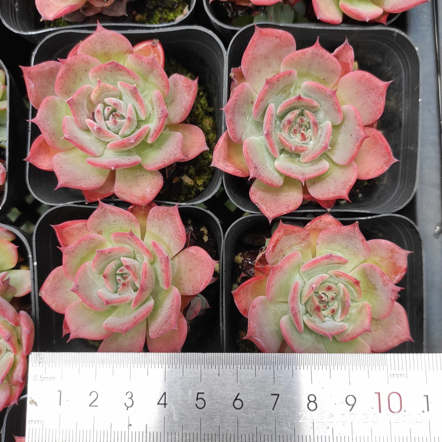 QN278 ラウレンシス(6cm pot)