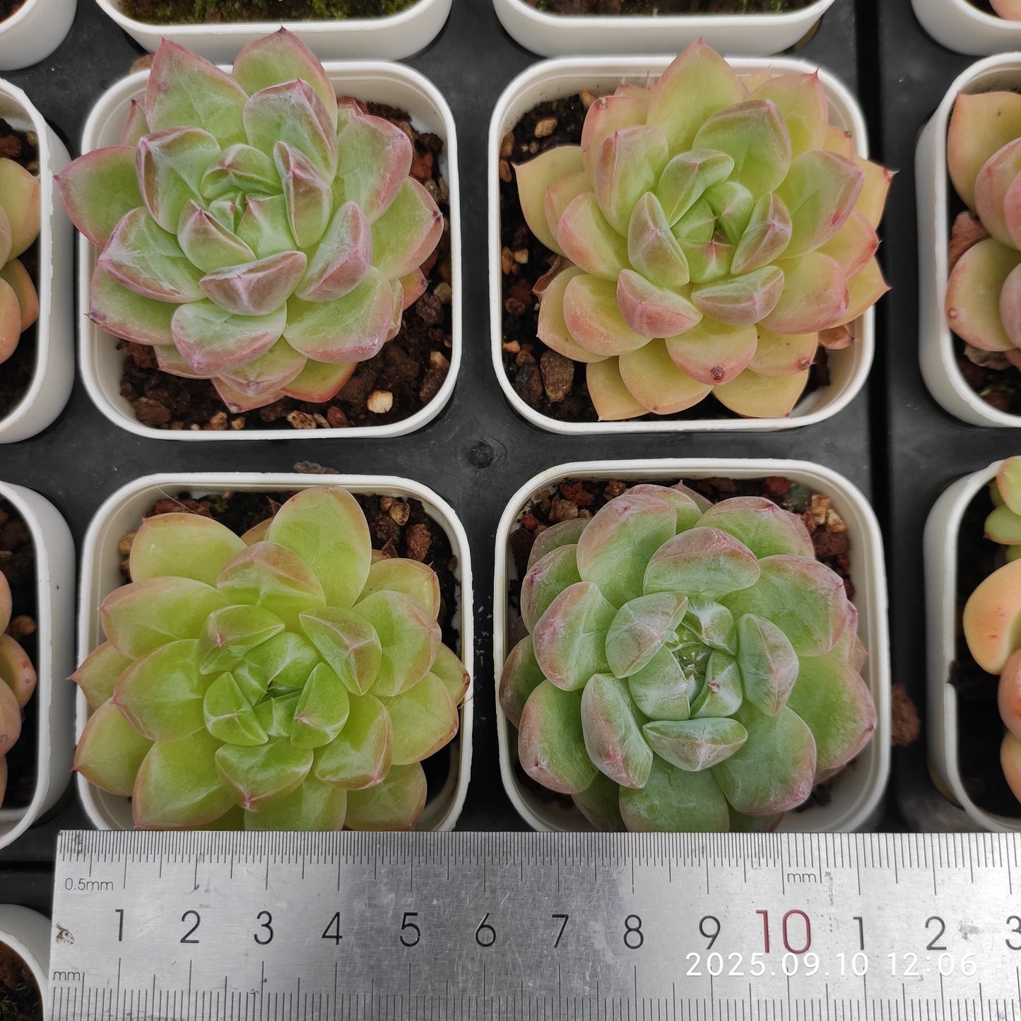 HG082 アメイジング グレース x シャンパン(7cm pot)