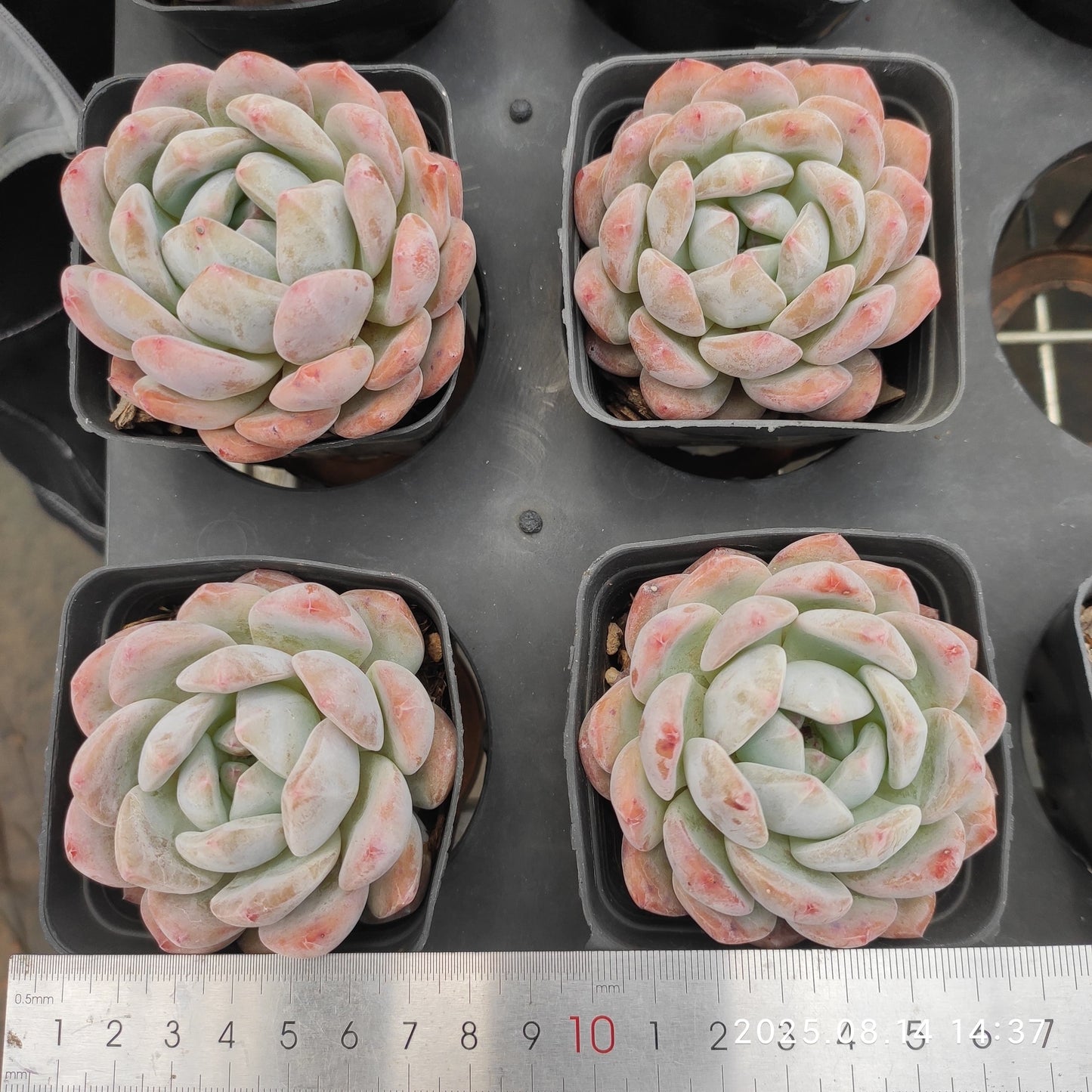 HM207 オレンジモンロー(7cm pot)