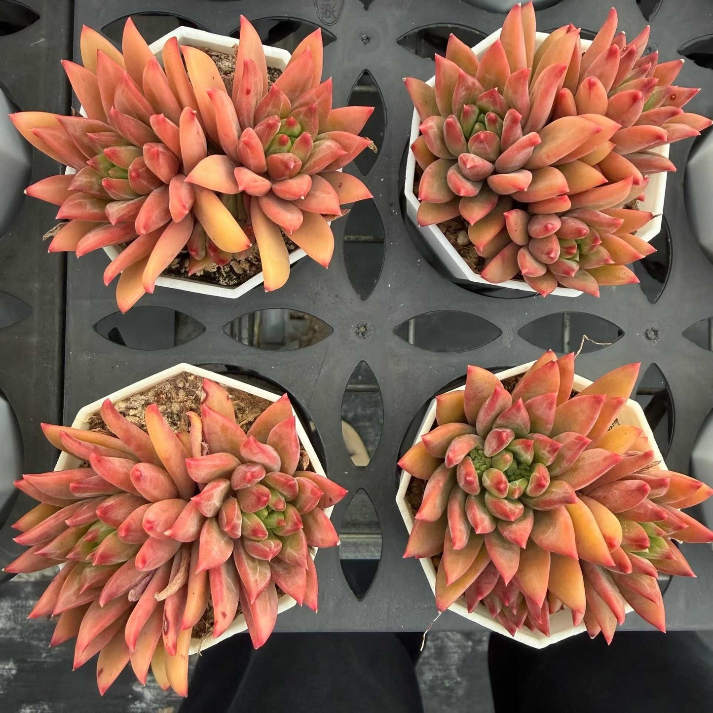 360715 ウェール