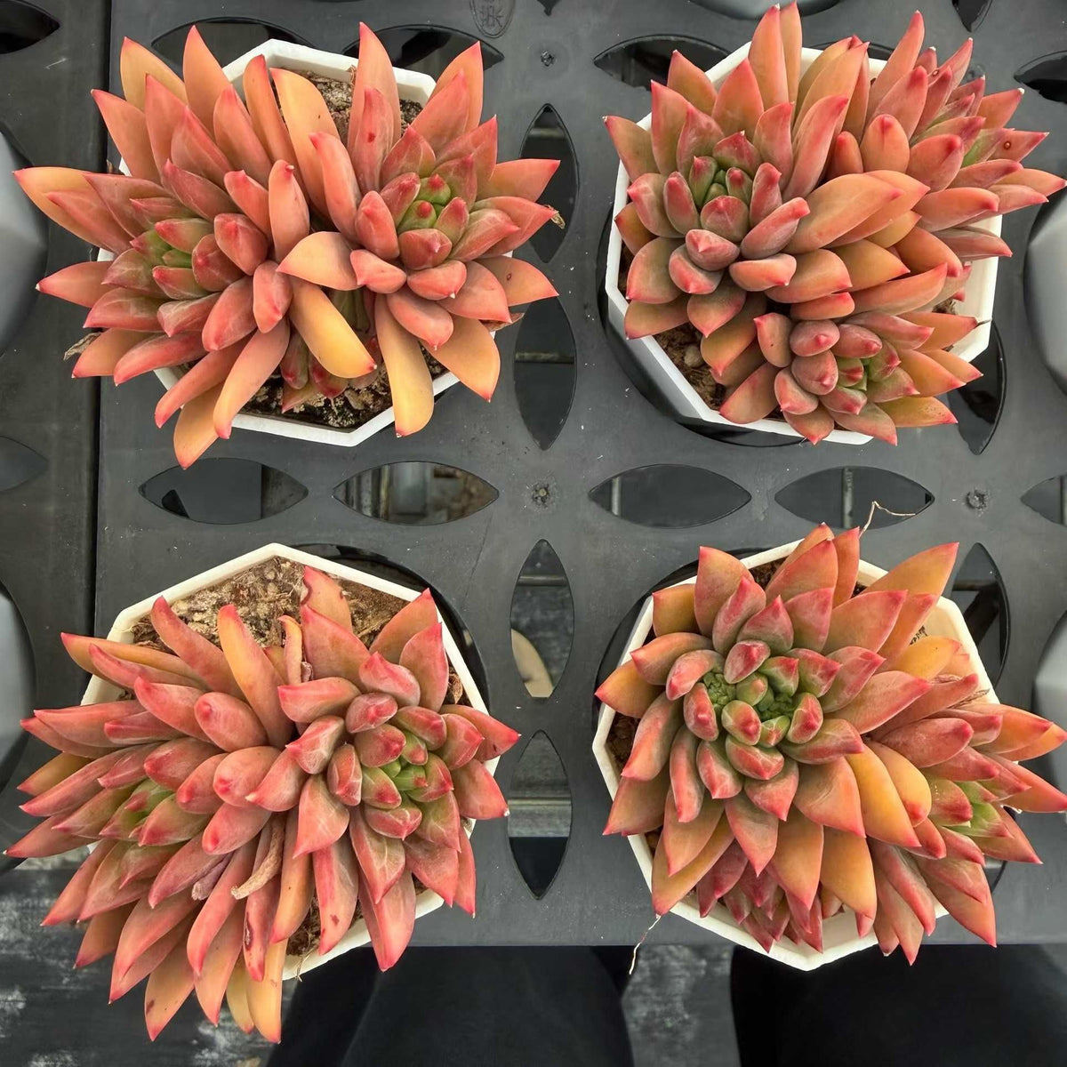 360715 ウェール