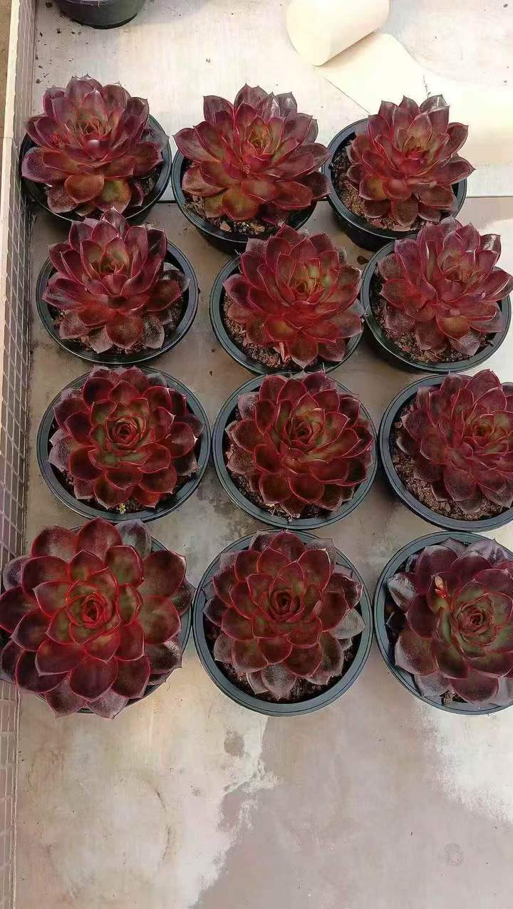 262651 チョコレートローズ