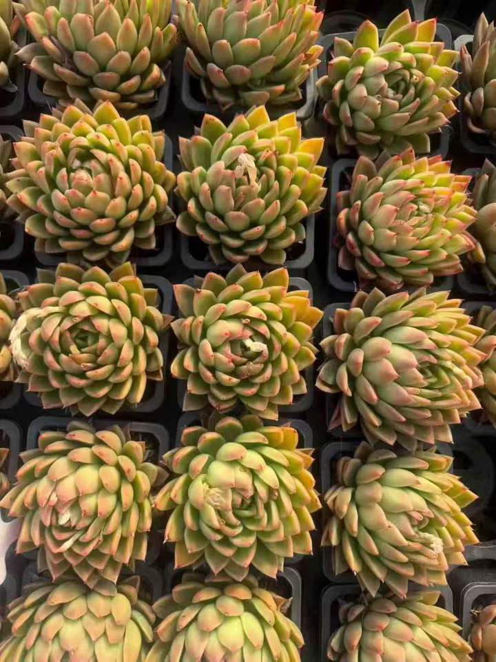 26611 サンライズクラウン