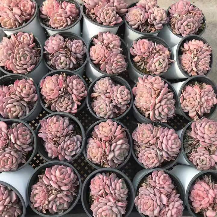 T26460 カーニーリャン クリスターター