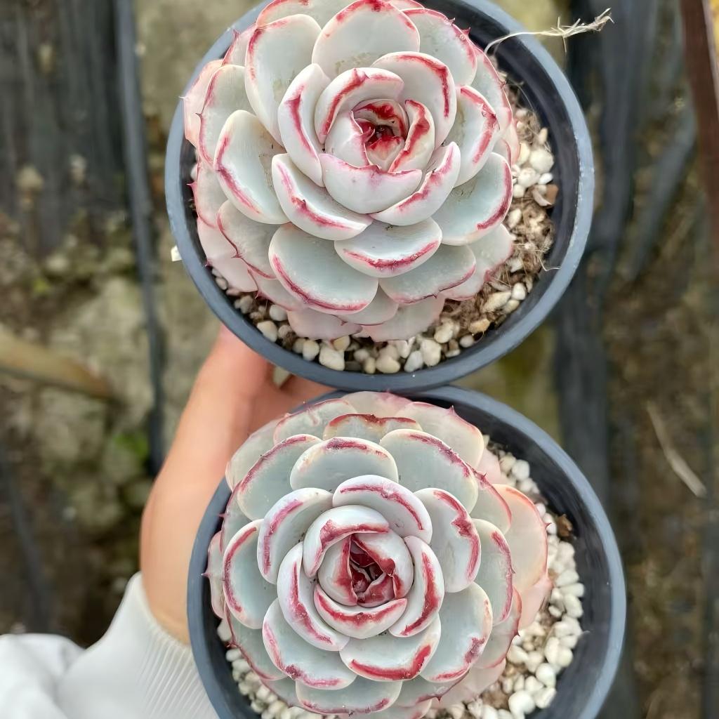 23801 レース(9cm pot)