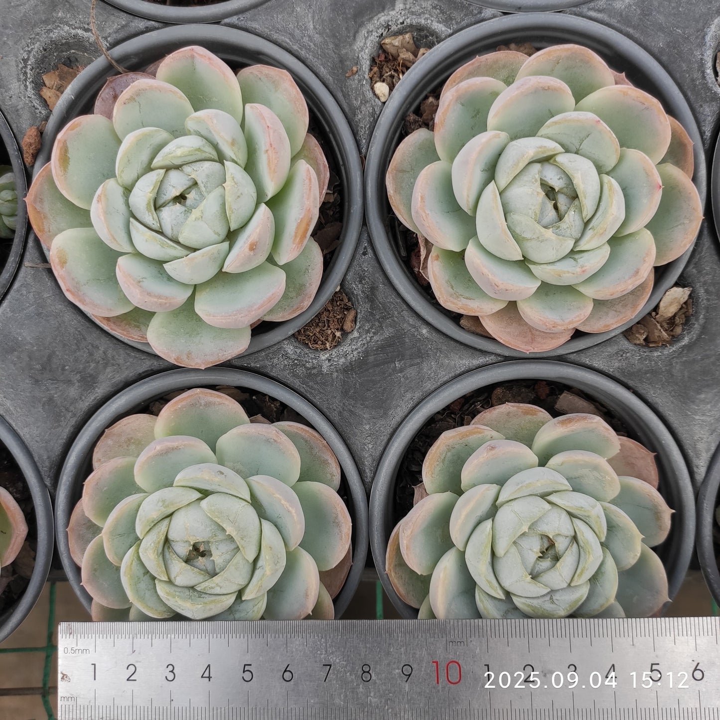 14481 ファット タイガー(9cm pot)