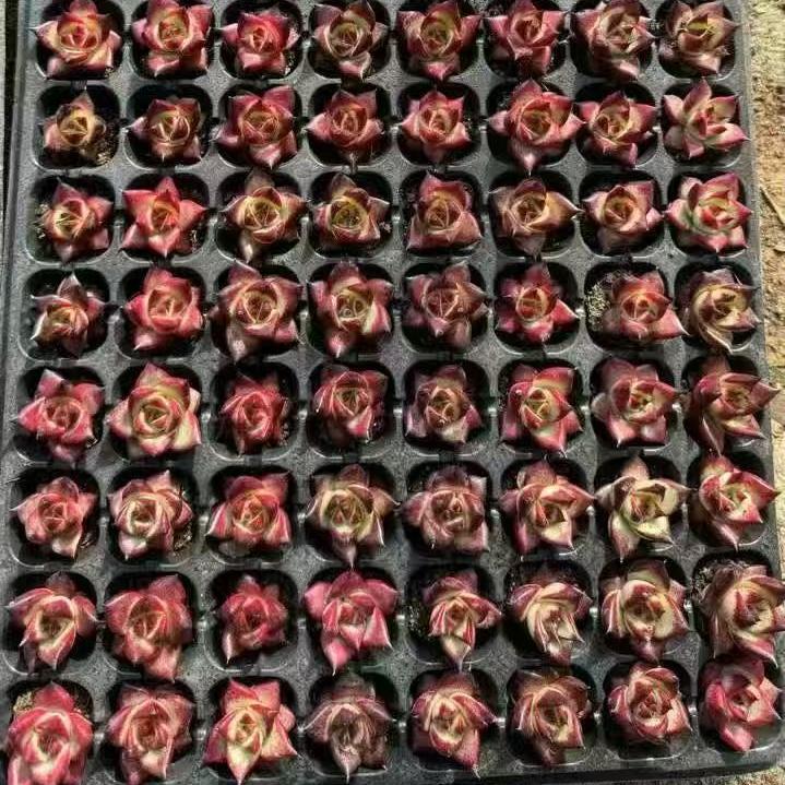 XS956 レッドジカ(3cm pot)