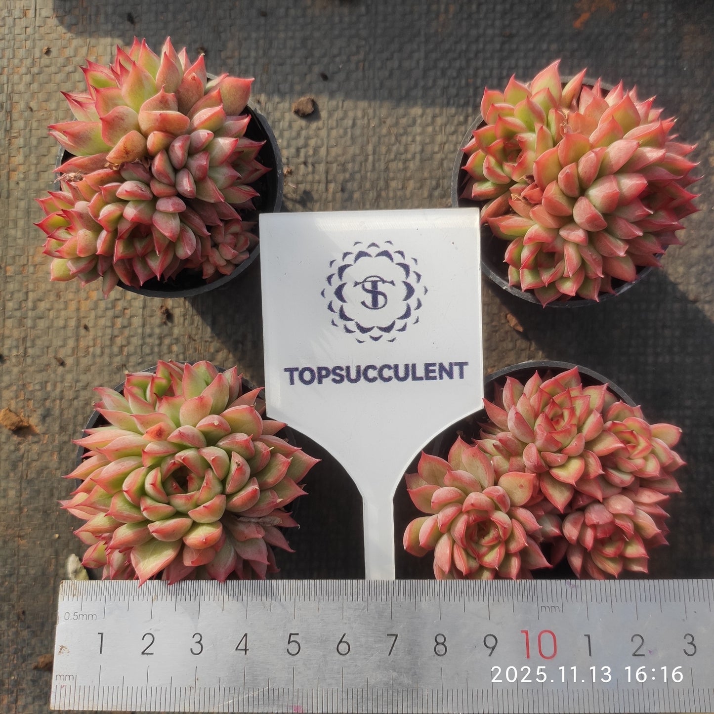 9257 メビナ(5.5cm pot)