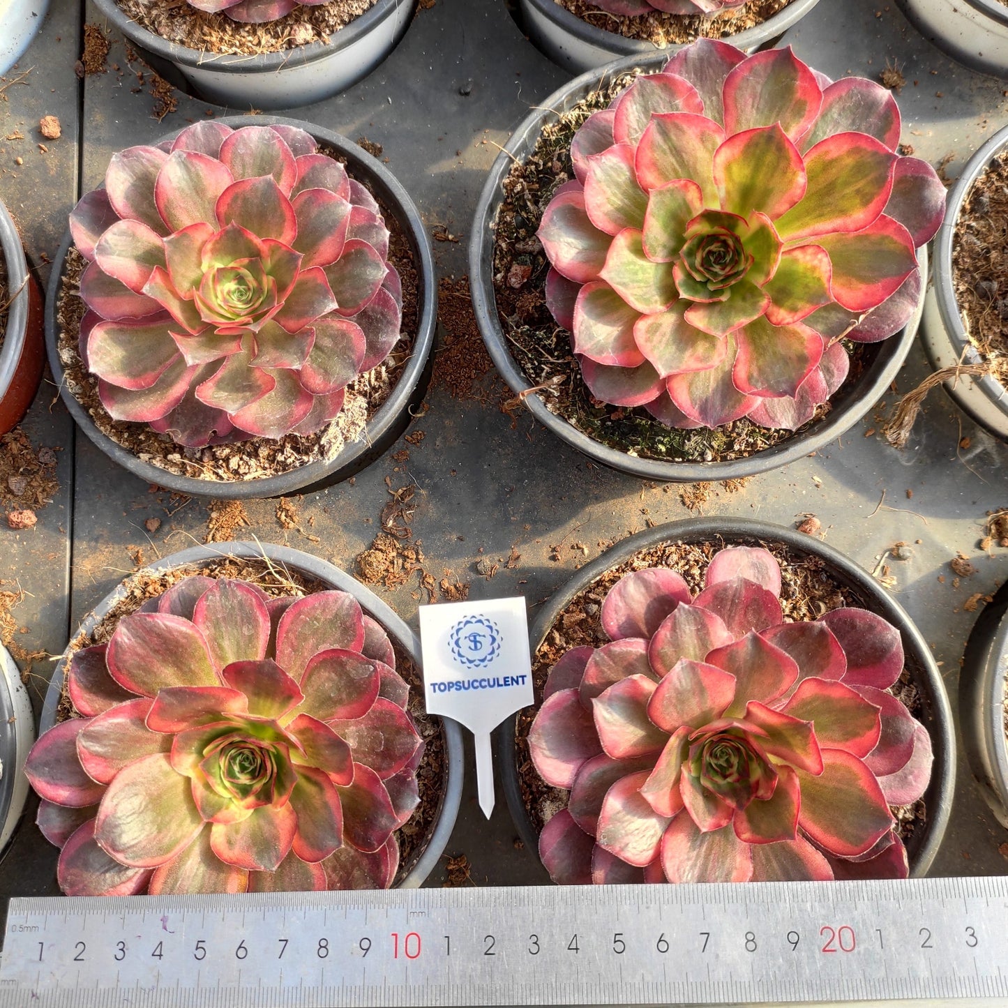 24641 チャーム ゴールド