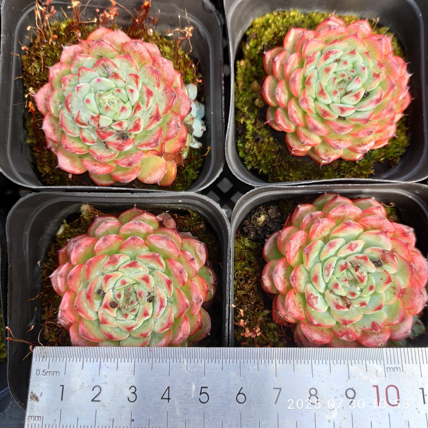 0364 ブルーミニマ(7cm pot)