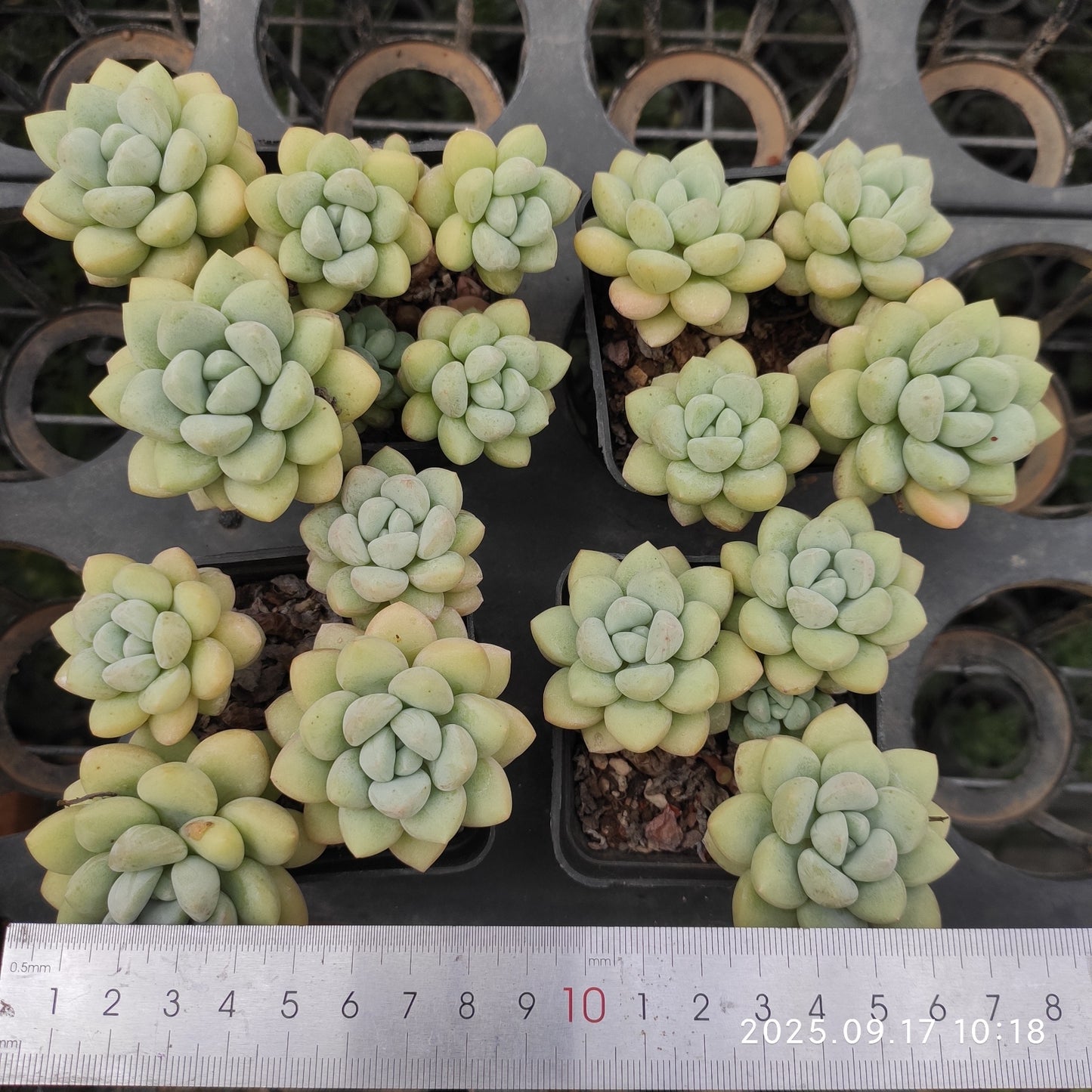 21113 バブルガム(7cm pot)