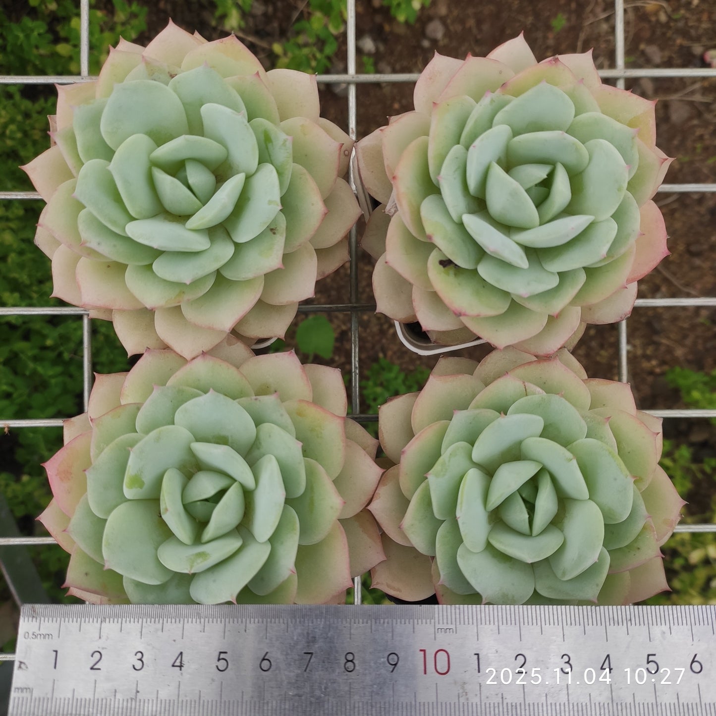 22258 ラブチューン(7cm pot)