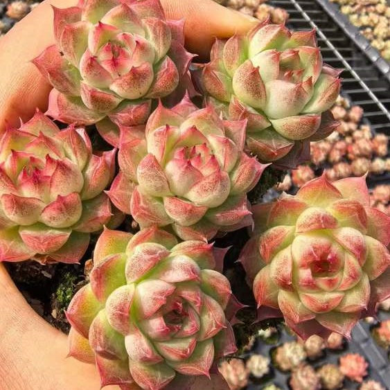 23477 クイーンHyb(3cm pot)