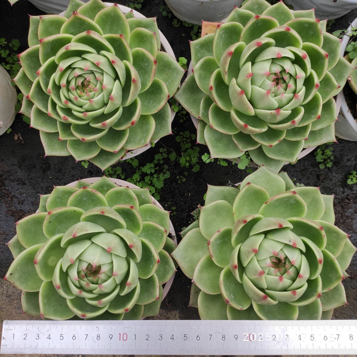NGN718 ブルードラゴン(16cm pot)