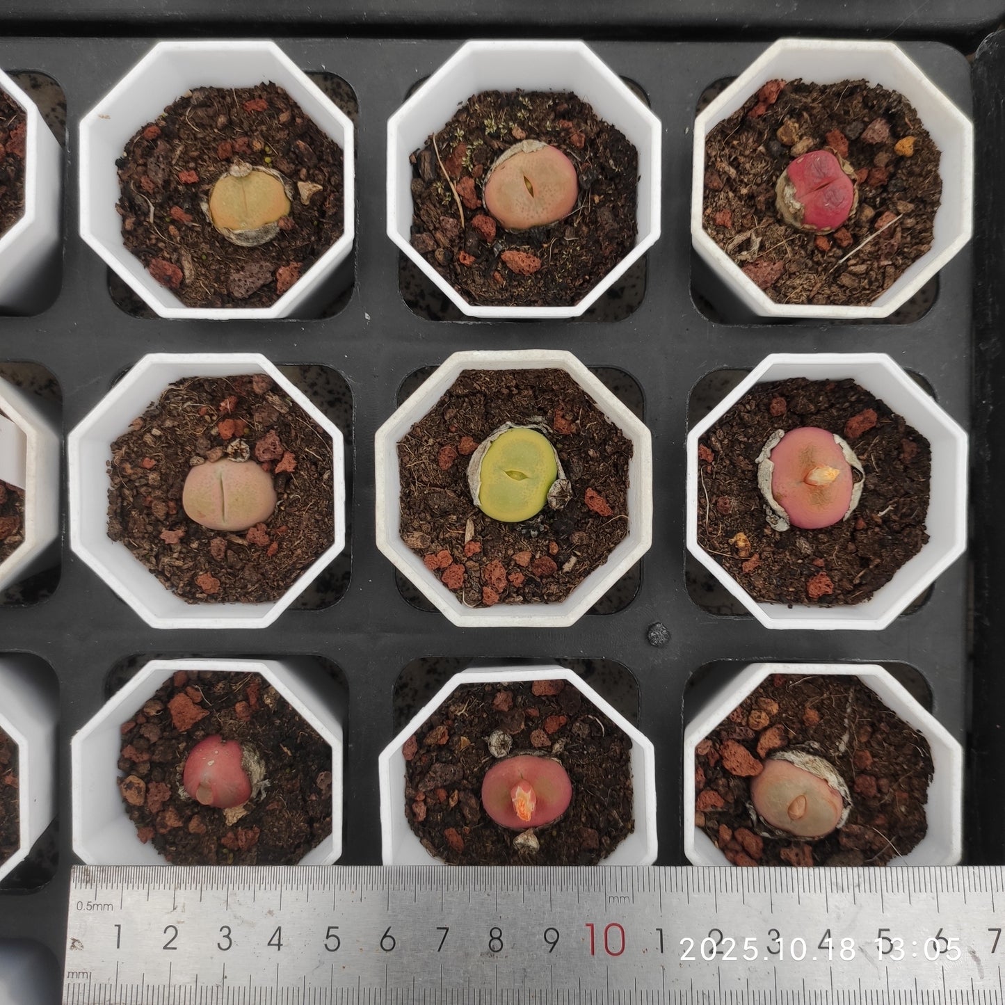 YBB288 コノフィツム マウガニー(5.5cm pot)