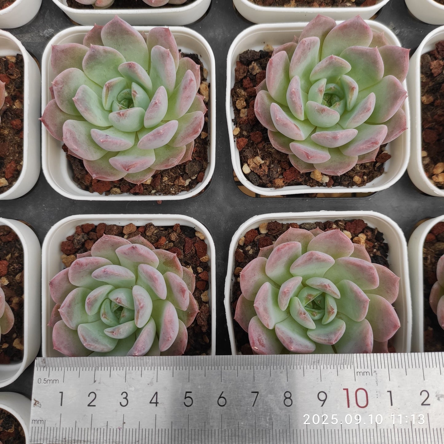 HG066 アメイジング グレース x クリスタル(7cm pot)
