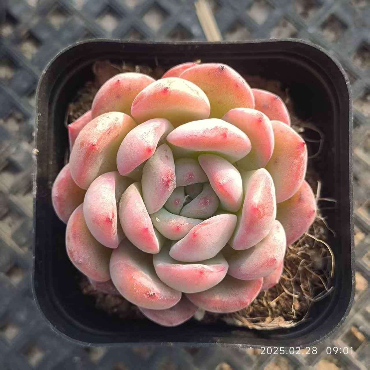 RDD293 スターマーク(6.5cm pot)