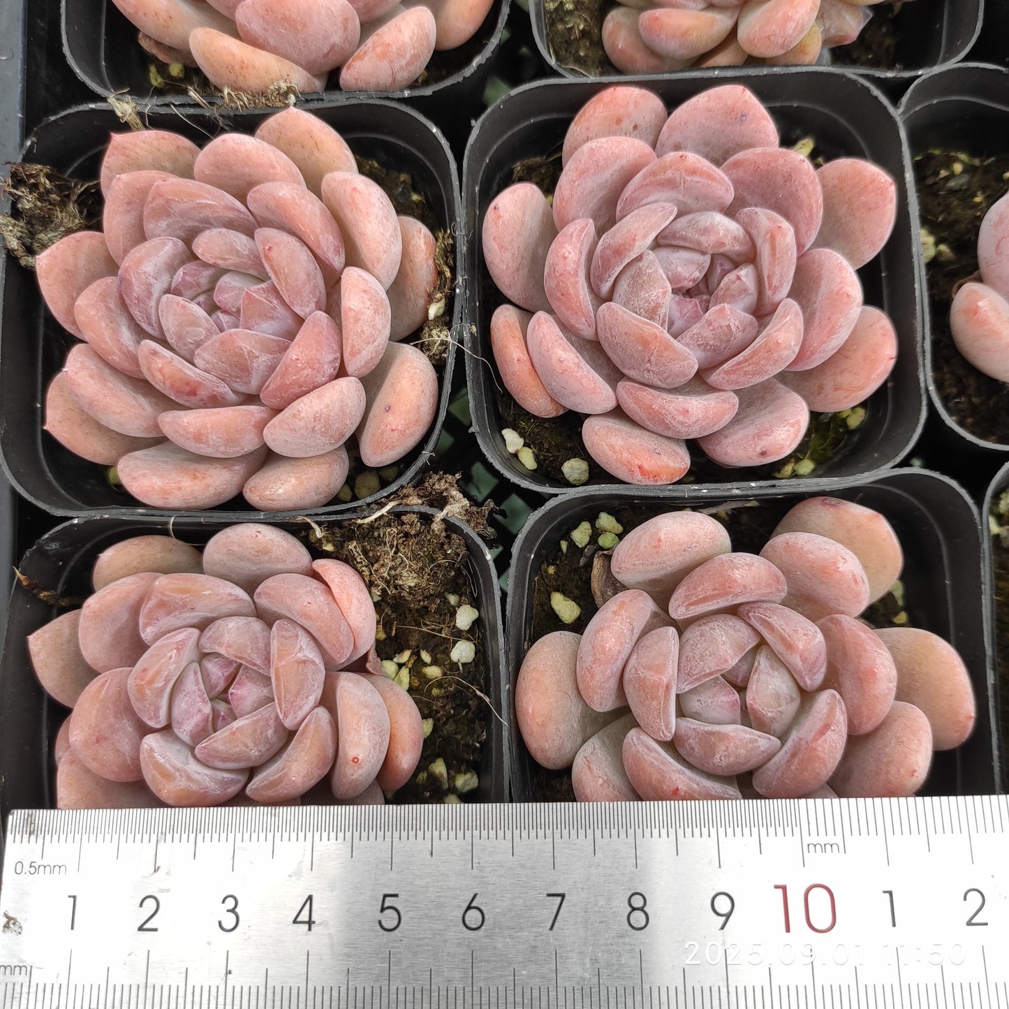 QN209 オレンジモンロー(5.5cm pot)
