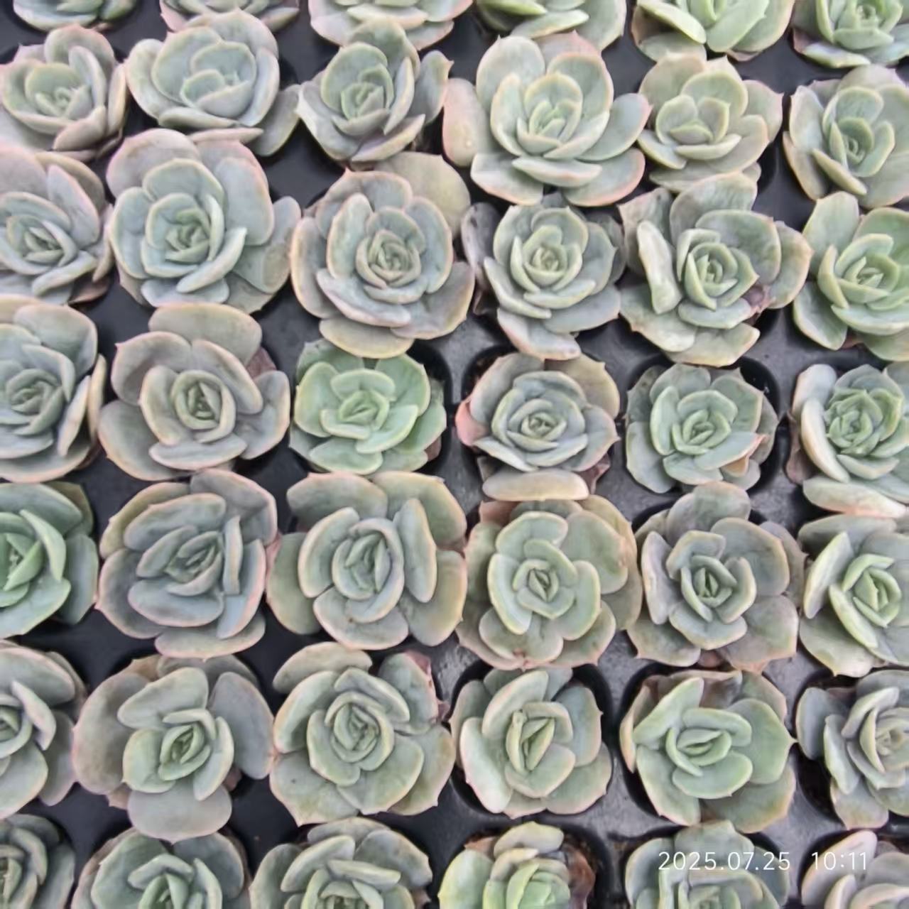 XS869 ブルーサプライズ(3cm pot)